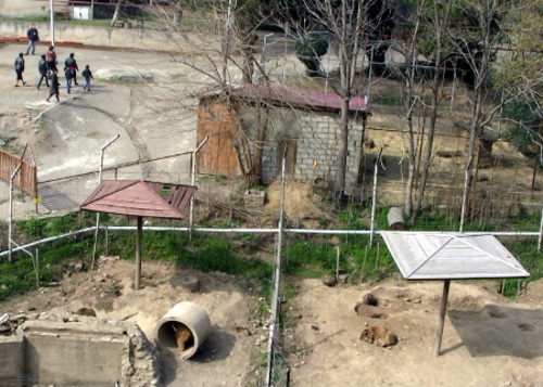  Тбилиси, март 2013 г. Вид городского зоопарка с трассы "Площаль героев - Ваке-Сабуртало". Фото Беслана Кмузова для "Кавказского узла"