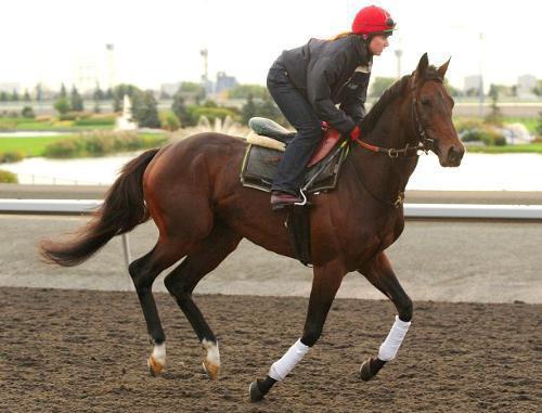 Скакун Михаил Глинка, принадлежащий Рамзану Кадырову, на Pattison Canadian International Stakes. Канада, Вудбайн, 16 октября 2011 г. Фото: www.woodbineentertainment.com