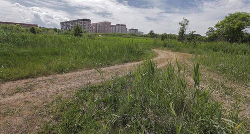 Пустырь на месте Александровского лесопитомника. Фото^: пресс-служба ЮСИ