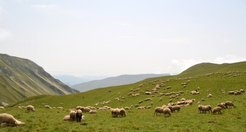 Пастбище в горах. Фото: https://ru.wikipedia.org